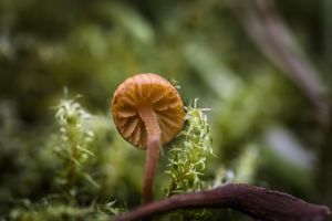 mushrooms, moss, fungus, fall, forest, nature, häubling, steinpilz, steinpilze, herbst, pilzkunde, nahaufnahme, makro