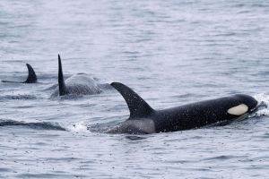 Mysteriöse Orca-Attacken