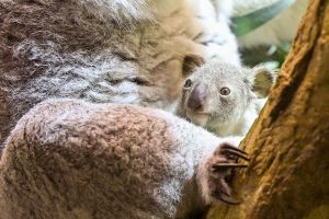 Nachwuchs bei den Koalas im Leipziger Zoo