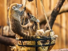 Nachwuchs bei den Weißrüssel-Nasenbären im Opel-Zoo