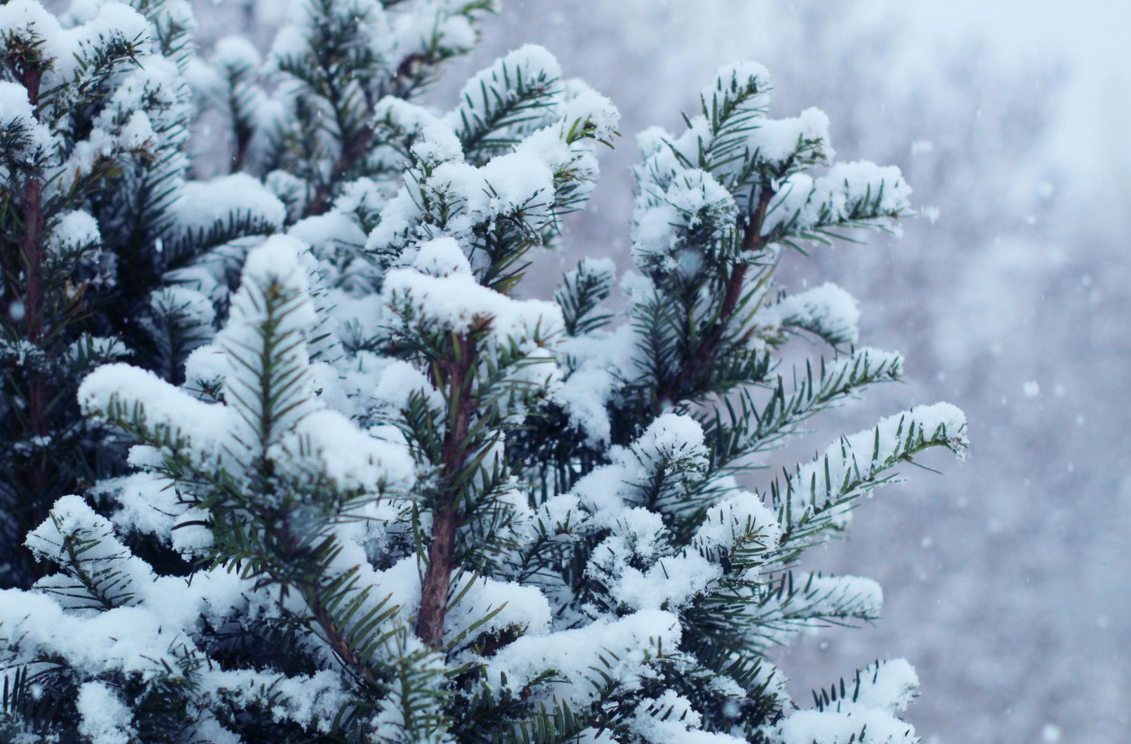 Nahaufnahme einer schneebedeckten Kiefer mit sanft fallenden Schneeflocken in einem Winterwald.