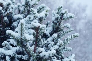 Nahaufnahme einer schneebedeckten Kiefer mit sanft fallenden Schneeflocken in einem Winterwald.