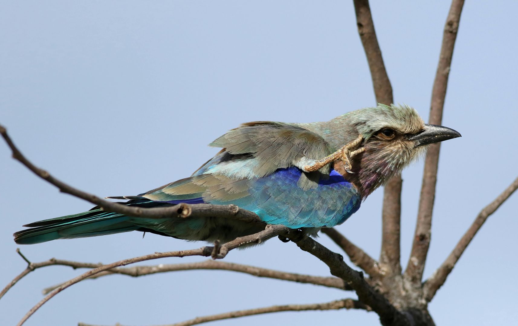 Nahaufnahme einer wunderschönen Gabelracke, die vor einem klaren Himmel auf einem Ast thront.