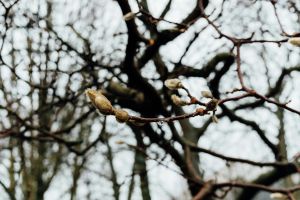 Nahaufnahme von knospenden Magnolienzweigen mit Tautropfen in einem Düsseldorfer Wald.