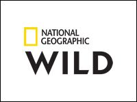 National Geographic WILD zeigt «Die geheimnisvolle Welt der Bienen»
