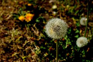 natur, blume, frühling, blumen, sommer, flora, löwenzahn
