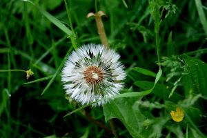 natur, blume, pflanze, frühling, garten, flora