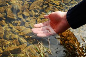 Neu entdeckte Mikrobe im Boden könnte Verschmutzungsproblem unseres Wassers lösen