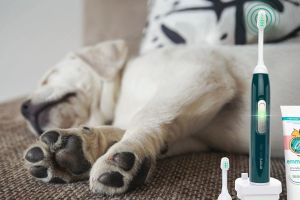 Neues Jahr, neue Routine: Zahnpflege für Hunde als liebevoller Vorsatz für mehr Gesundheit