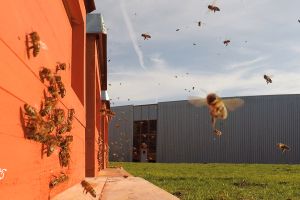 OBO-Bienen in Bösperde