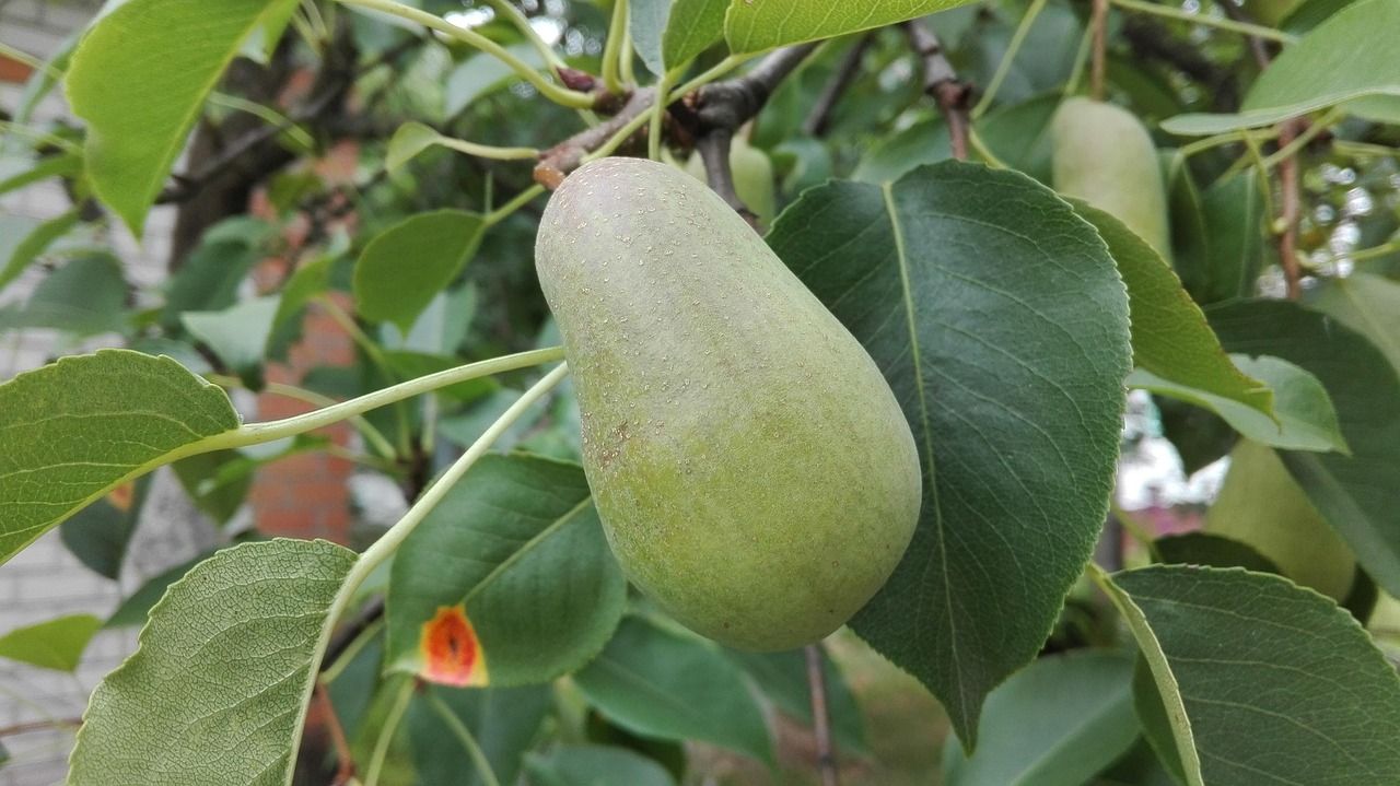 pear, august, harvest