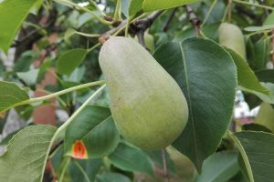 pear, august, harvest