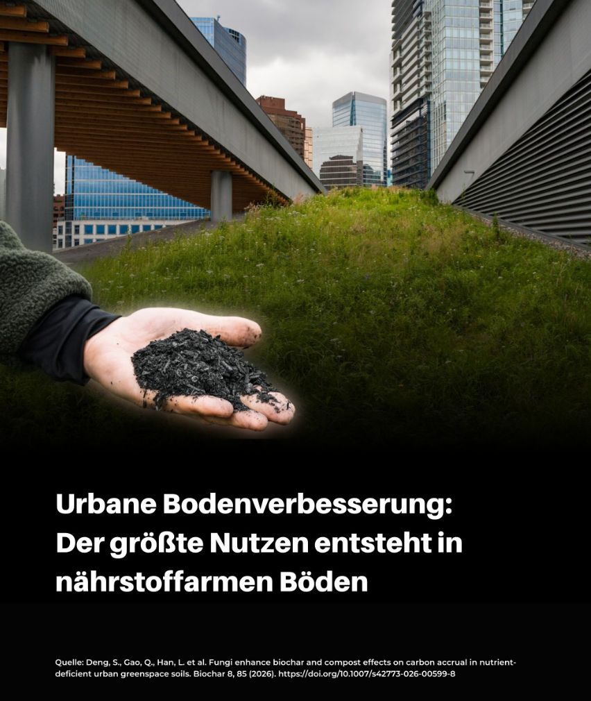 Pflanzenkohle für klimaresiliente Städte: Studie belegt Vorteile für urbane Böden, Stadtbegrünung und langfristige CO₂-Speicherung