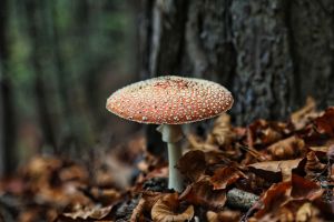 pilz, nature, fliegenpilz, wald, herbst, blätter, baum, wald, wald, wald, wald, wald, baum