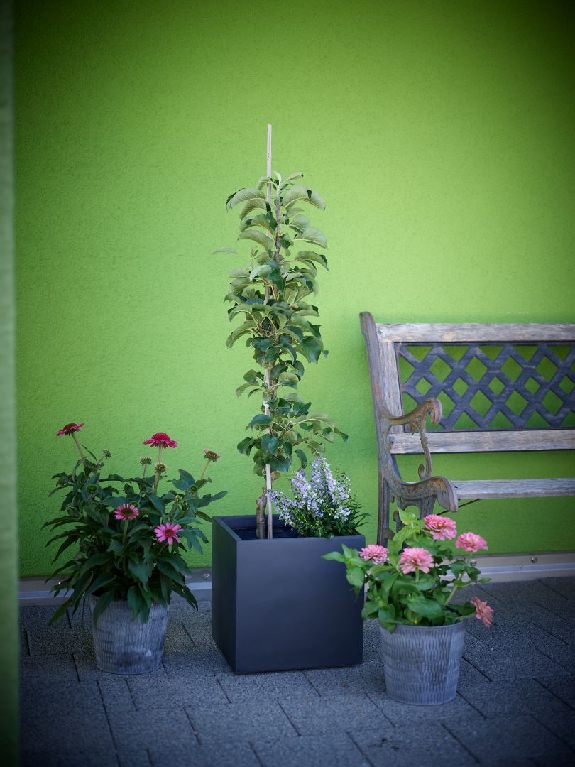 Platzsparende Obstbäume