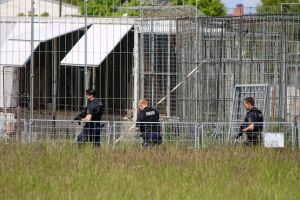 Polizei erschießt entlaufenen Tiger bei Leipzig
