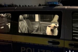 Polizei rettet Schaf auf Abwegen