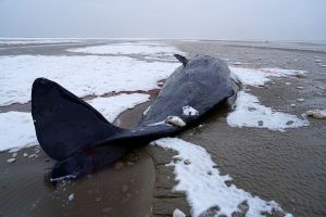 Pottwal in Dänemark gestrandet