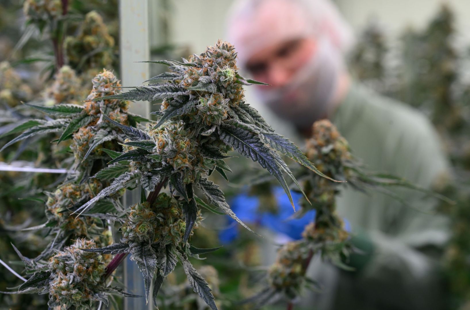 Produktion von medizinischem Cannabis