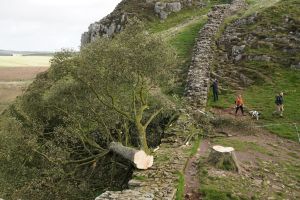 Prozess wegen Baumfällung in Sycamore Gap