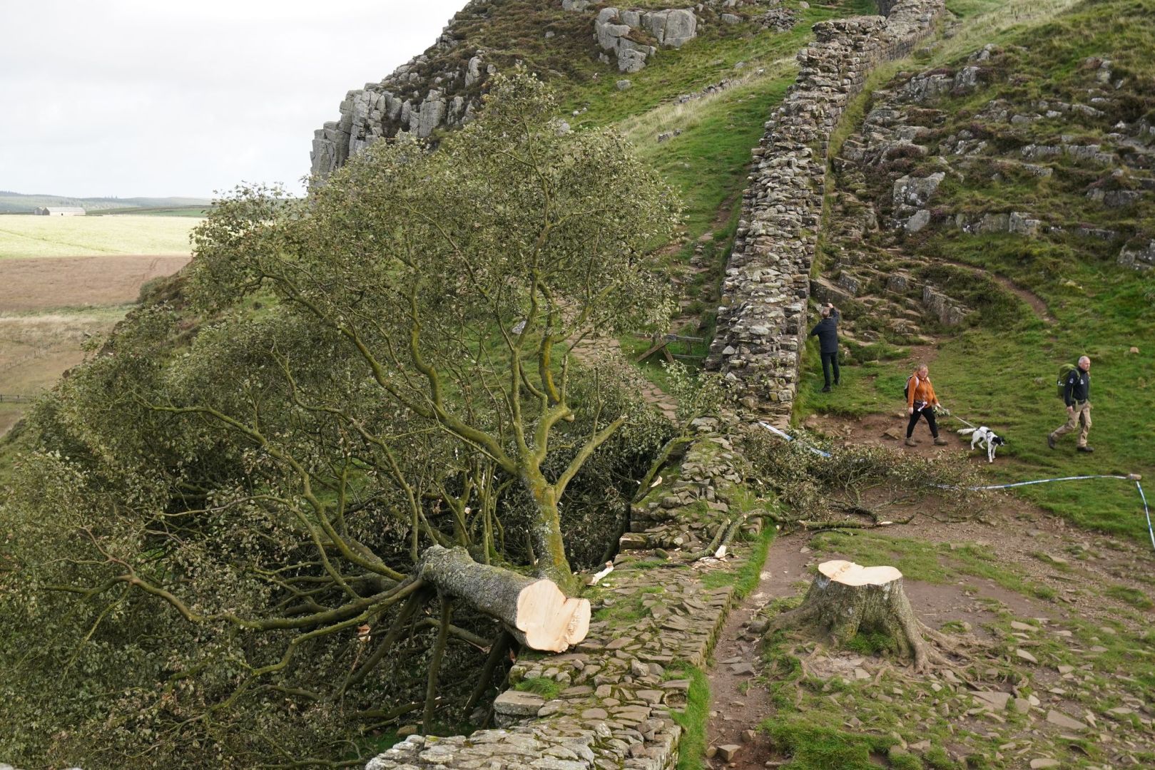 Prozess wegen Baumfällung in Sycamore Gap