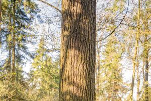 Rätselspaß mit dem kleinen Dachs