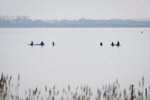 Rettungsaktion für den Buckelwal