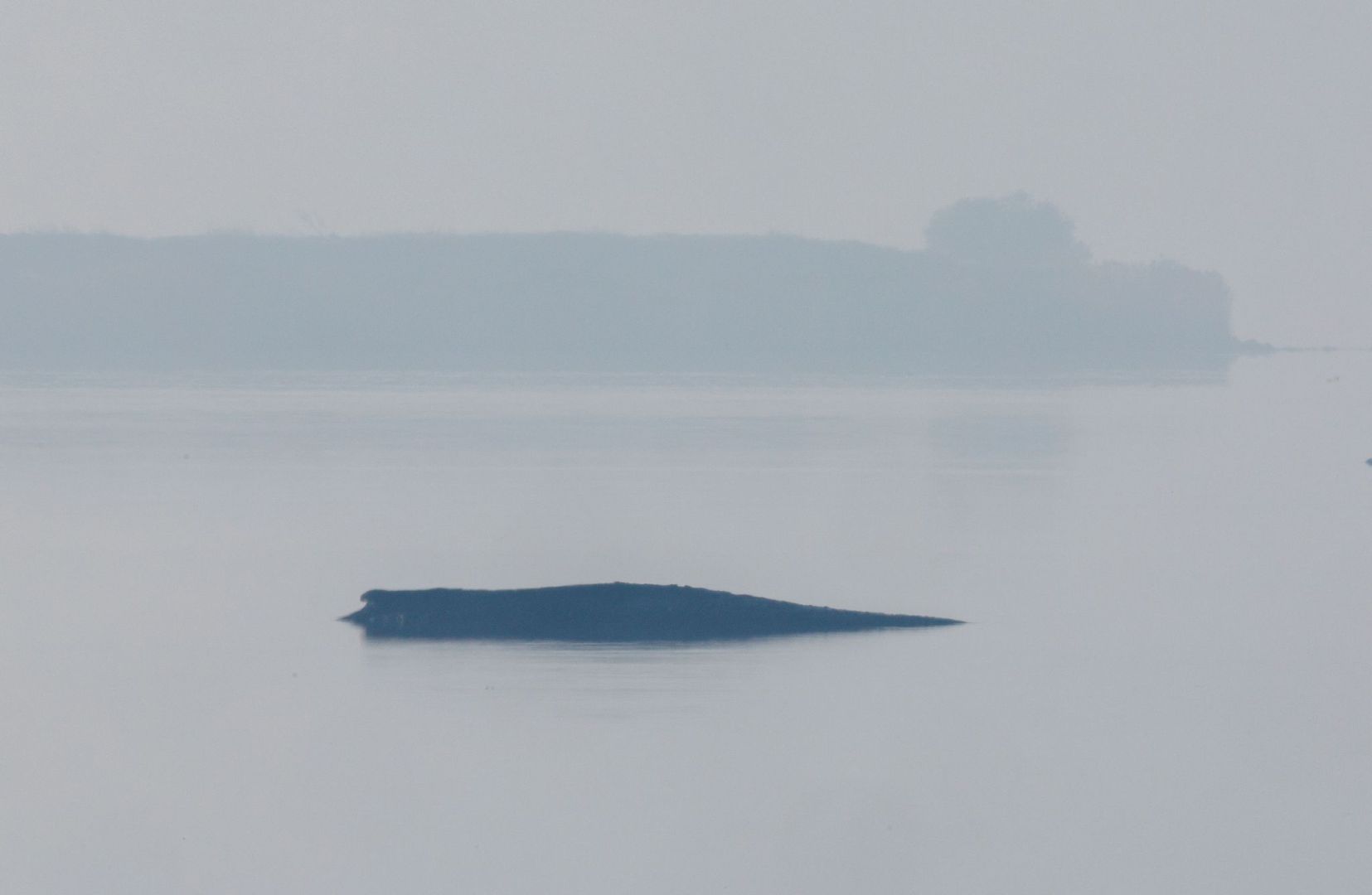 Rettungsaktion für den Buckelwal