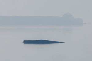 Rettungsaktion für den Buckelwal