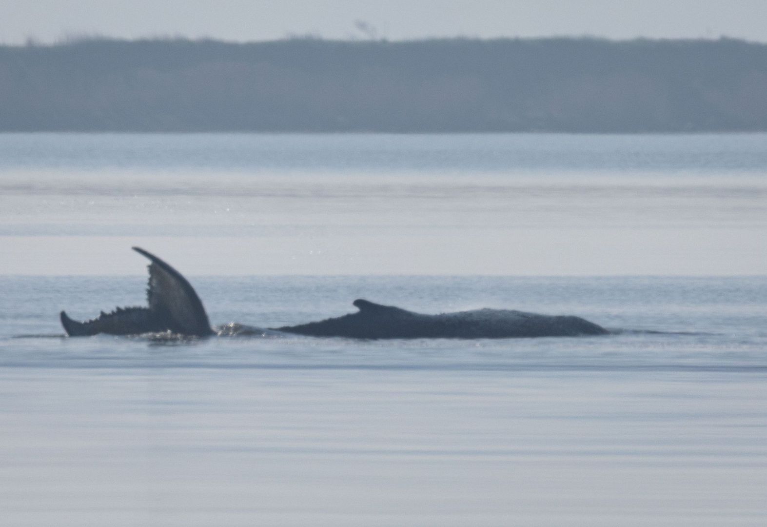 Rettungsaktion für den Buckelwal