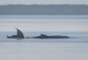 Rettungsaktion für den Buckelwal