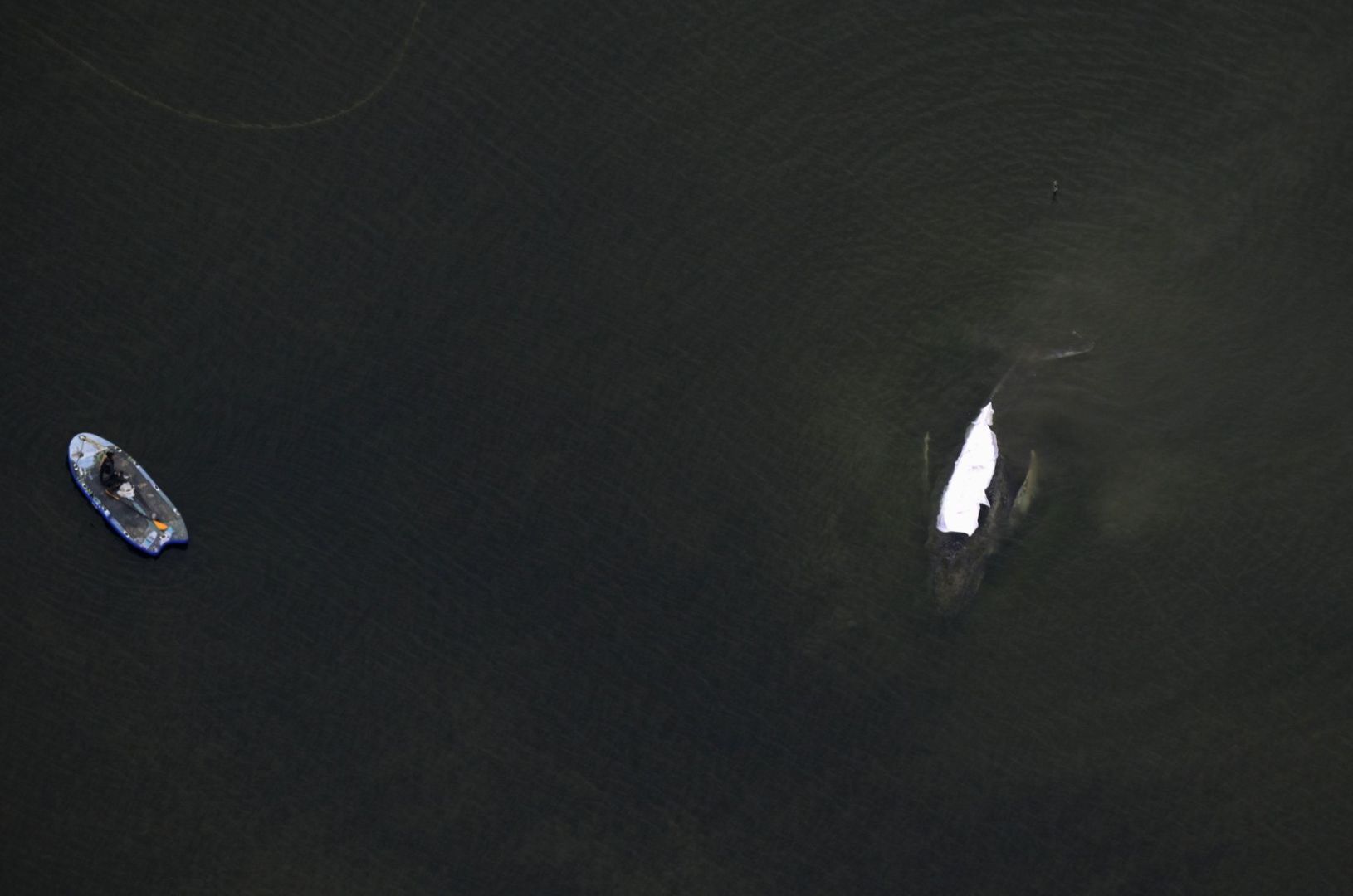 Rettungsaktion für den Buckelwal