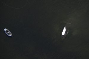 Rettungsaktion für den Buckelwal