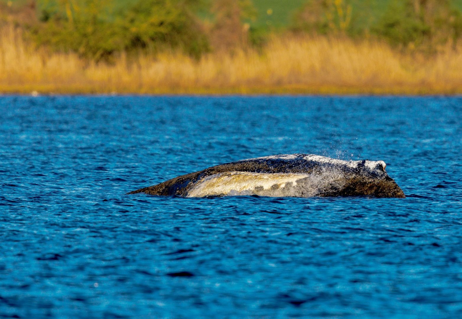 Rettungsaktion für den Buckelwal