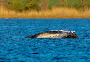 Rettungsaktion für den Buckelwal