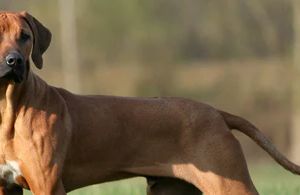 Rhodesian Ridgeback richtig pflegen: Gesundheit, Zahnpflege und Wohlbefinden im Alltag