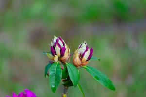 rhododendron, blume, knospen, natur, frühling, zweig