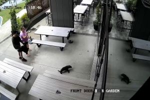 Robbenbaby in einer Bar in Neuseeland