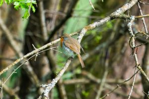 robin, vogel, vogelbeobachtung, tierwelt, singvogel, ornithologie, tier, federn, gefieder, schnabel