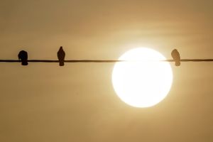 Saharastaub - trübe Sonne am grauen Himmel