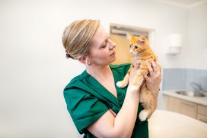 Sanft statt stressig: Wenn der Tierarztbesuch zum Wohlfühltermin wird
