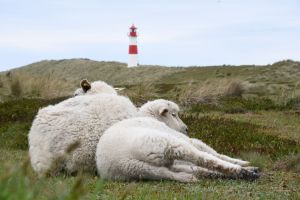 Schafe auf Sylt