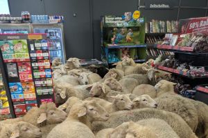 Schafe im PENNY Supermarkt