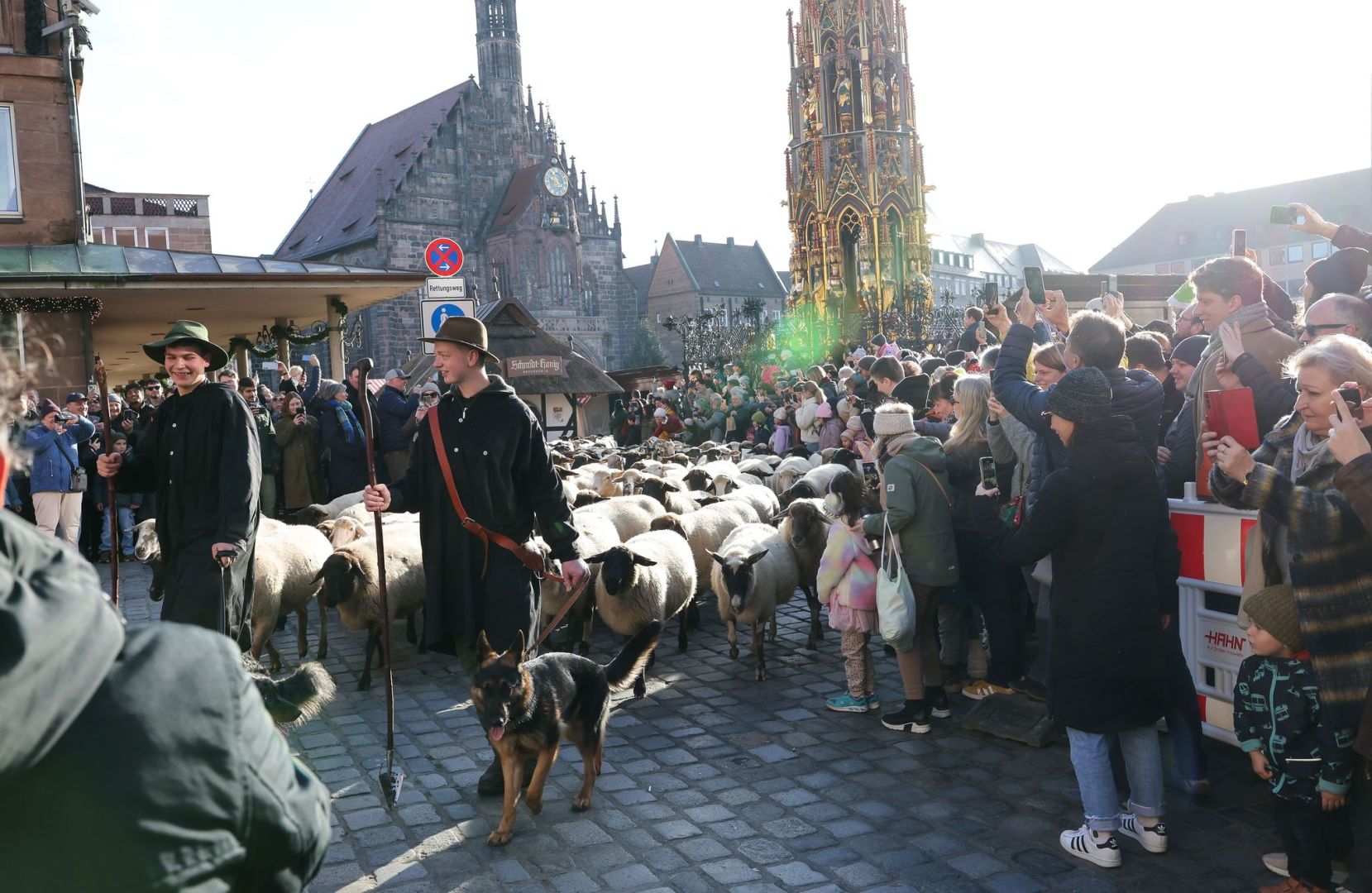 Schafe ziehen über den Hauptmarkt zu ihren Winterweiden