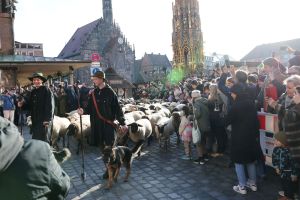 Schafe ziehen über den Hauptmarkt zu ihren Winterweiden