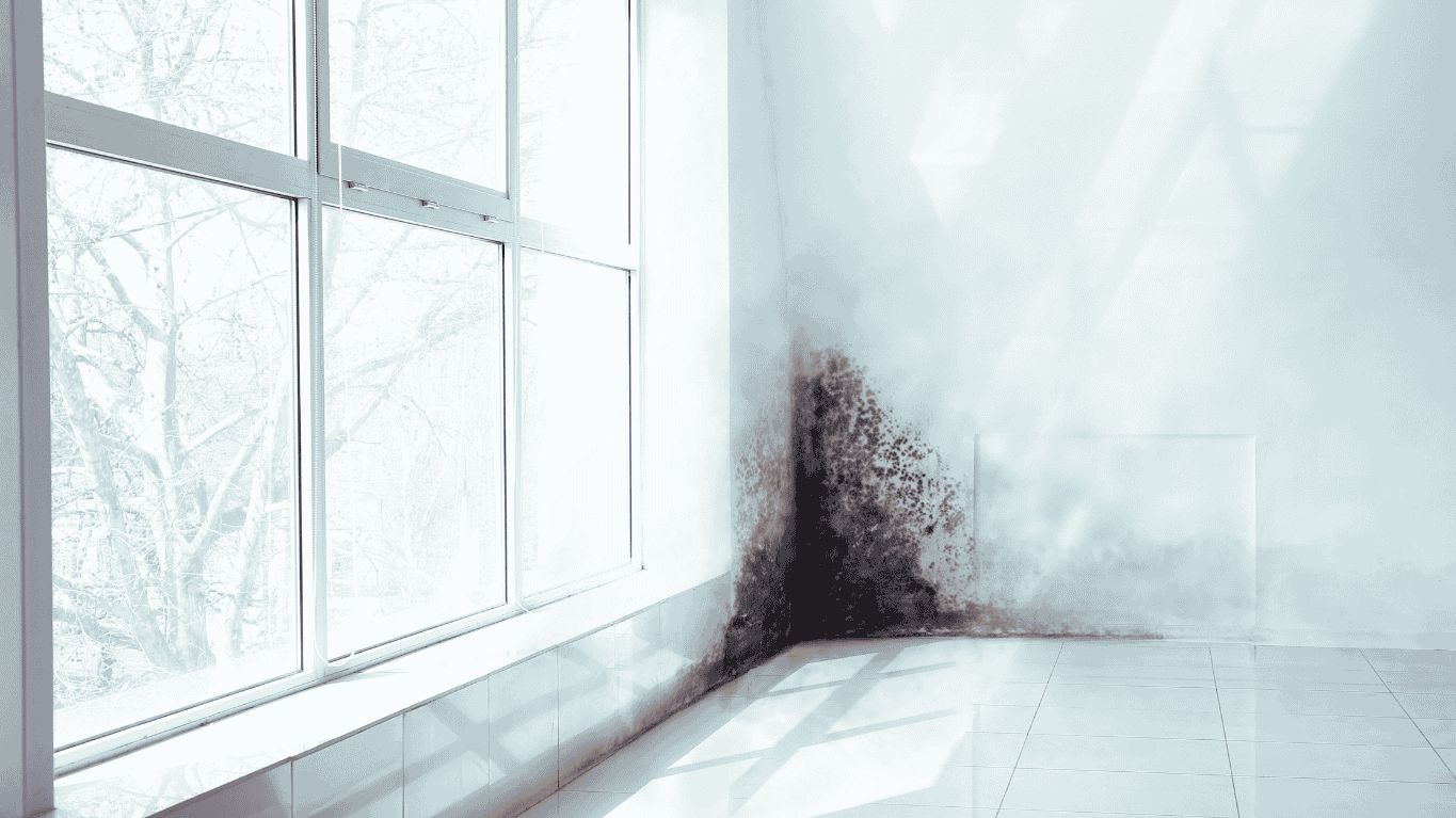 Schimmel in der Wohnung