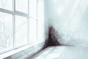 Schimmel in der Wohnung