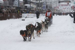 Schlittenhunderennen Iditarod