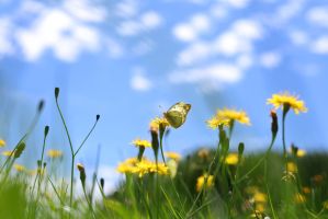 Schmetterling auf Blumenwiese