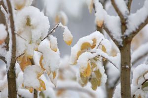Schnee auf dem Brocken